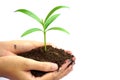 Hand holding green plant in soil isolated on white background Royalty Free Stock Photo