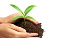 Hand holding green plant in soil isolated on white background Royalty Free Stock Photo