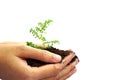 Hand holding green plant in soil isolated on white background Royalty Free Stock Photo