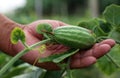 Hand holding green pointed gourd Royalty Free Stock Photo