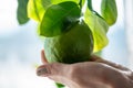 Hand holding green raw lime with leaves on a tree branch closeup . Concept of growing fresh citrus fruit Royalty Free Stock Photo