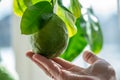 Hand holding green ripe raw lime with leaves on a tree branch closeup . Concept of growing fresh citrus fruit Royalty Free Stock Photo