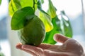 Hand holding green ripe raw lime with leaves on a tree branch closeup . Concept of growing fresh citrus fruit Royalty Free Stock Photo