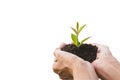 Hand holding a green and small plant. Green fresh plants isolated on white background