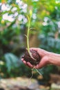 Hand holding green sprout growing from Cerbera odollam seed Royalty Free Stock Photo