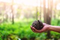 Hand holding green sprout growing from Cerbera odollam seed Royalty Free Stock Photo