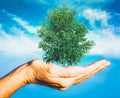 hand holding green tree global warming save planet earth Royalty Free Stock Photo