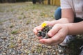 Hand holding Green young tree plant sprout growing out from the soil, environment earth day concept, copy space Royalty Free Stock Photo