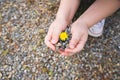 Hand holding Green young tree plant sprout growing out from the soil, environment earth day concept, copy space Royalty Free Stock Photo