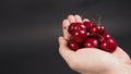 Hand is holding group of cherries on black background Royalty Free Stock Photo