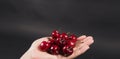 Hand is holding group of cherries on black background Royalty Free Stock Photo