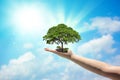 Hand holding a growing tree on the ground and a blurry sky background. Royalty Free Stock Photo