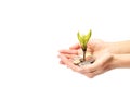 Money plant growing from coins in hand on white background. Royalty Free Stock Photo