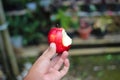 Hand holding half-eaten red apple with a blurred background in the backyard Royalty Free Stock Photo