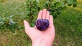 Hand holding heart shaped big ripe plum in front of young plum tree in the garden