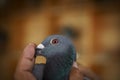 Hand holding homing pigeon against yellow blur background