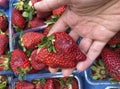 Hand holding hormone injected strawberry