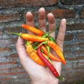 Hand Holding Hot Peppers, Cabai Setan Pedas, Chillies, Chilli Royalty Free Stock Photo