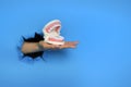 hand holding jaw teeth model on blue background with shadow. Levitation object in the air. Dental care concept. Creative Royalty Free Stock Photo