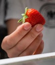 A hand holding a juicy, red strawberry as he pulls it out of the fridge