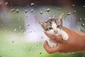 A hand holding a kitten