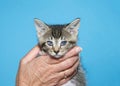 Hand holding kitten with FHV conjunctivitis and corneal ulcer