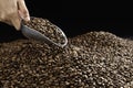 Hand holding a ladle scooping up roasted coffee beans. Freshly roasted aromatic strong dark brown coffee beans scooped up