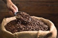 Hand holding a ladle scooping up roasted coffee beans from a pile of beans in burlap sack. Freshly roasted aromatic strong dark