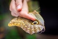 Hand holding large butterfly