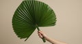 Hand Holding a Large Green Palm Leaf Against a Beige Background Royalty Free Stock Photo