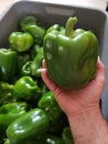 A hand holding a large green pepper