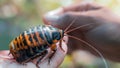 Hand holding a large Madagascar hissing cockroach in a natural setting. Hand showcases insect. Concept of exotic pets