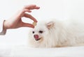 A hand holding a large pill and a white Pomeranian dog licking its lips. Vitamins for animals, animal treatment
