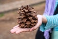 Hand holding large pine cone of Canary Island pine (Pinus canariensis) Royalty Free Stock Photo