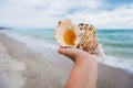 A hand holding a large seashell on tropical beach background