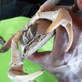 Hand holding a large tropical land crab