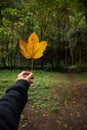 Hand holding leaf in forest by path Royalty Free Stock Photo