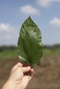 Hand holding a leaf of hackberry tree Royalty Free Stock Photo