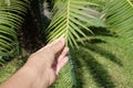 Hand Holding Leaves of Chestnut Dioon Palm