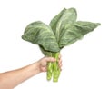 Hand holding leaves of collards on background,Chinese kale Royalty Free Stock Photo