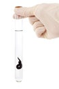 Hand holding a leech in a flask Royalty Free Stock Photo