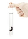 Hand holding a leech in a flask Royalty Free Stock Photo