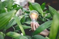 Hand holding light bulb,energy sources for renewable,natural energy Royalty Free Stock Photo