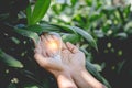 Hand holding light bulb,energy sources for renewable Royalty Free Stock Photo