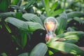 Hand holding light bulb,energy sources for renewable Royalty Free Stock Photo