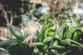 Hand holding light bulb,energy sources for renewable Royalty Free Stock Photo