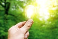 Hand holding light bulb in garden green nature background Royalty Free Stock Photo