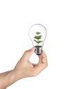 Hand holding light bulb with green tree inside of on White Background, Inspiration concept Royalty Free Stock Photo