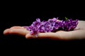 Handful of Spring Lilacs Royalty Free Stock Photo