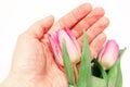 A hand holding a lilac tulip close up - delicate spring flowers as a symbol of purity and freshness Royalty Free Stock Photo